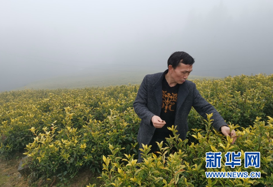 红阳村盛丰茶叶农民专业合作社负责人正在查看黄金芽长势。新华社记者汪军摄