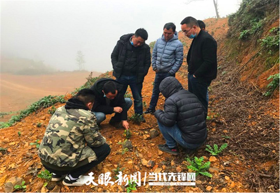 金林红教授在普安明诚茶场指导茶树种植