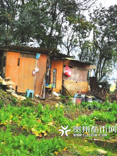 搭建鸡舍。