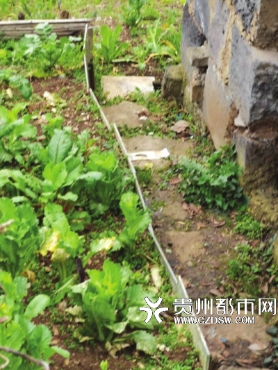 绿地成菜园。
