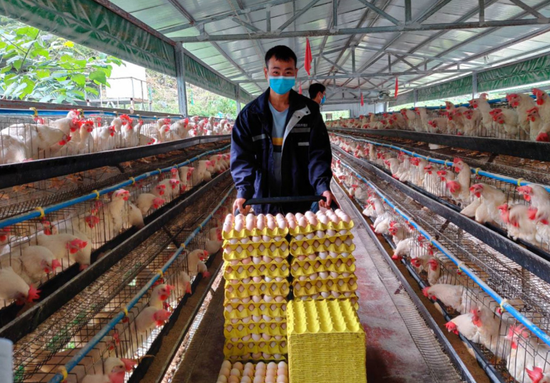 饲养员正在捡收当日产的鸡蛋