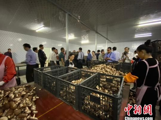 图为华文媒体代表采访六盘水食用菌产业。 刘鹏 摄