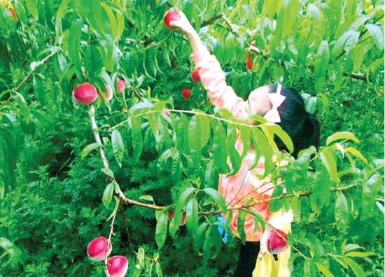 开阳县花梨镇大红桃熟了。