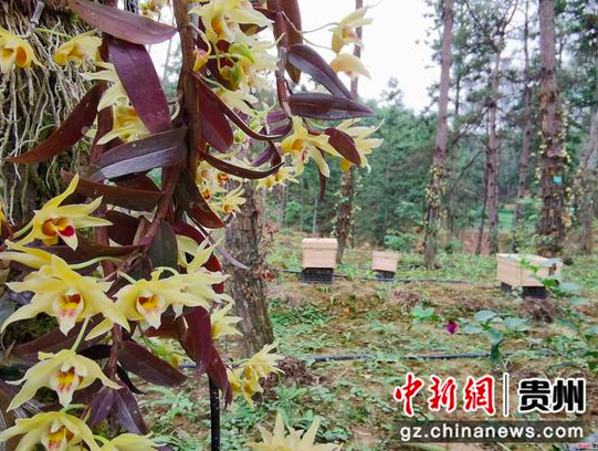 锦屏铁皮石斛种植基地石斛花。 王俊惠摄