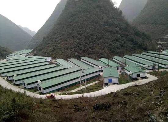 高床蛋鸡养殖基地 于先刚 摄