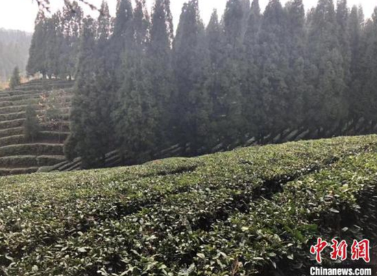 图为六盘水“水城春”的茶园。 杨茜 摄