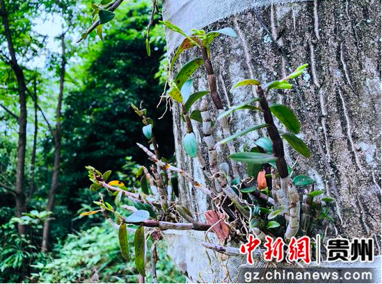 长势良好的铁皮石斛。张波 摄
