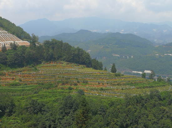 隆林县龙场乡大约有多少人口_广西隆林县者保乡美女