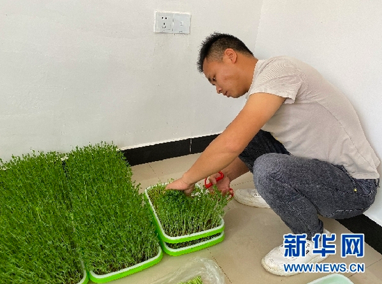 文兵正在收割蔬菜。新华网 王雪松 摄