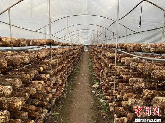 图为大棚食用菌产业。 刘鹏 摄