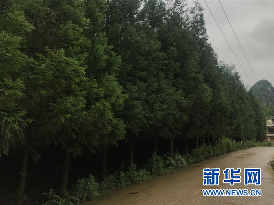 关口村的碳汇林。新华社记者 施钱贵 摄