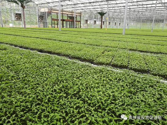 虾子辣椒智慧产业园集中育苗(省农业农村厅供图)
