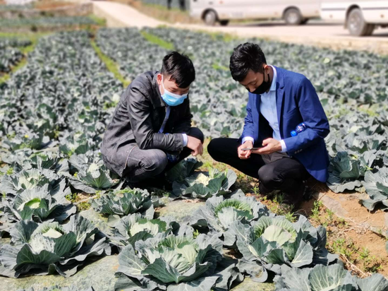 参加产销对接会的客商查看蔬菜生长情况
