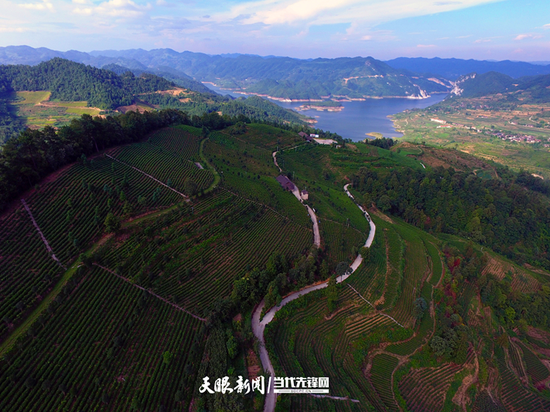 万里村隔山门茶叶基地产业路