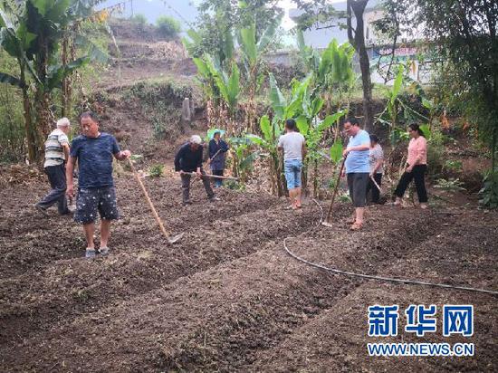 张俊和村民一起种万寿菊。新华网发(受访者供图)