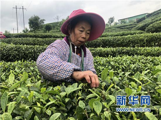 贫困户正在“扶贫茶园”采茶。新华社记者蒋成摄