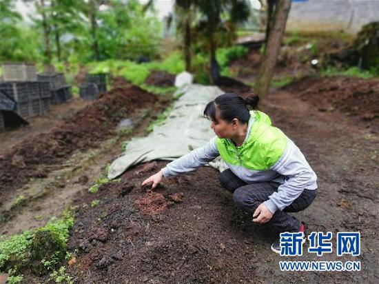 贵州省德江县煎茶镇川岩村村民郎兴英在查看蚯蚓长势(4月21日摄)。新华社记者 汪军 摄