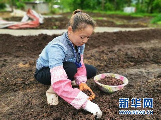在贵州省德江县煎茶镇川岩村村民郎兴英经营的蚯蚓养殖基地,工人在抓取蚯蚓(4月21日摄)。新华社记者 吴思 摄