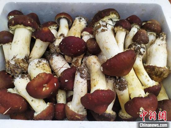 贵州省安顺市紫云苗族布依族自治县浪风关国有林场种植的大球盖菇。 刘美伶 摄