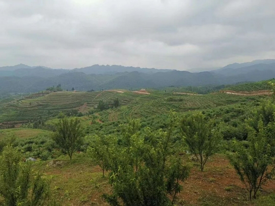 硐口村蓝莓基地一角。硐口村委 供图