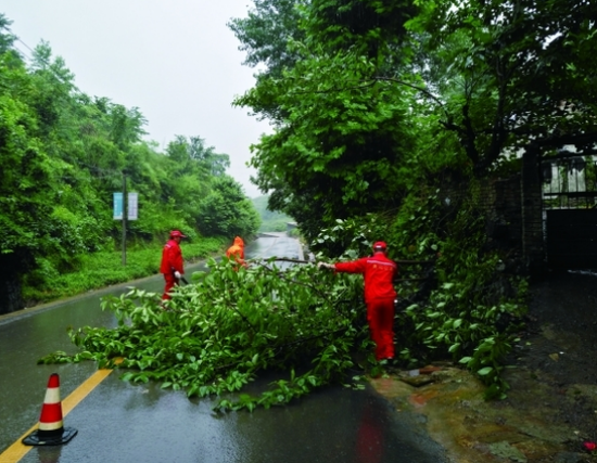 图为6月11日,贵阳公路管理局二甫养护站职工在清理倒伏的行道树。