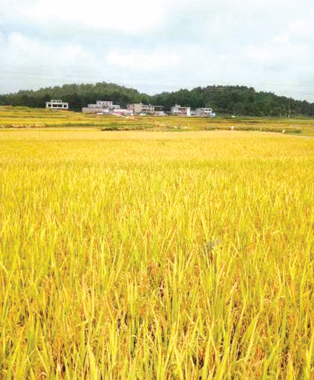 平坝米种植基地