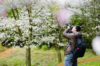 贵州最佳樱花观赏区 平坝农场樱花海