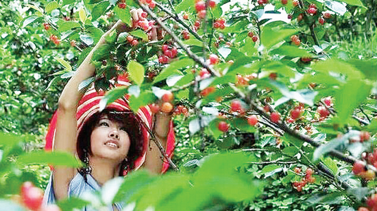 遵义万亩樱桃采摘期持续至5月中旬 可自驾前往