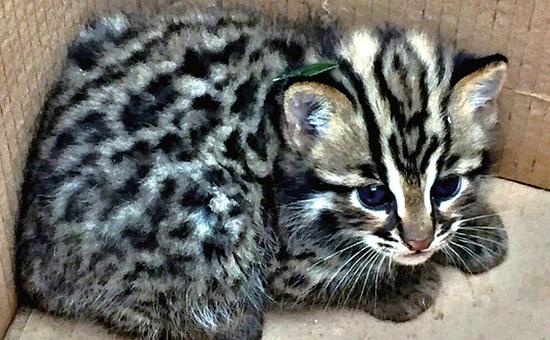 工人工地上捡到猫崽 攻击性极强原来是只豹猫