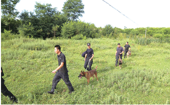 民警带着警犬进行地面搜索
