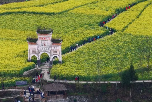 凤冈将举办春季踏青赏花节 花海长碛打造诗意桃源