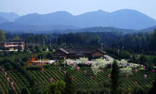3,地点:凤冈县永安镇田坝茶海之心景区拉膜会场.