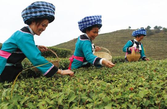 春芽争长,翠绿的茶叶被茶农们采摘于茶篮中