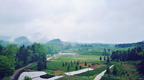 茶海之心-——贵州凤冈田坝景区仙人岭美景