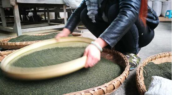 制作好的茶叶再经工人层层筛选,最终才获得沉浸于杯的成品