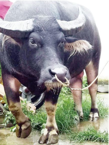 可惜!冠军斗牛失足坠河 四肢被牛鼻绳缠住溺亡_新浪贵州_新浪网