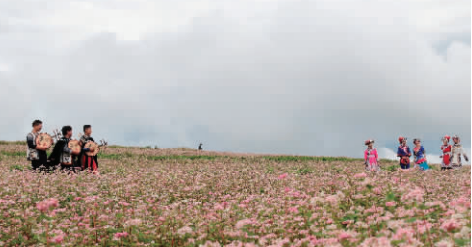彝族青年男女在荞花地里对唱