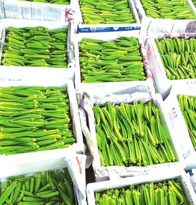 多家超市及企业下单 惠水秋葵迎来各方抢购