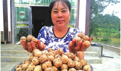 村民刘晓琴晒自己的核桃