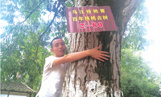 千年核桃树