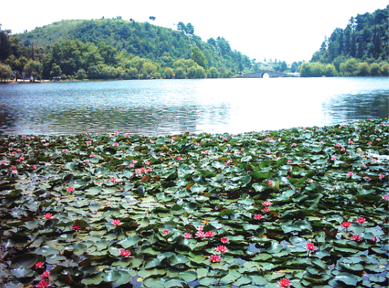 生长生态鱼的观山湖公园