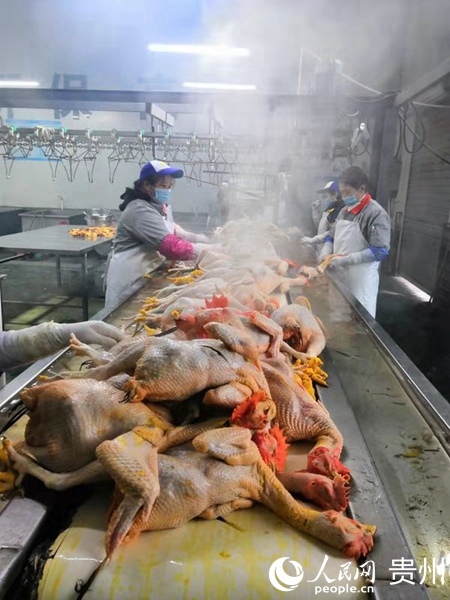 贵阳市家禽定点屠宰场--贵阳数字化禽蛋配送中心正在屠宰加工肉鸡,集中检疫,冷链配送上市