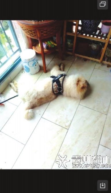 离奇死亡的狗狗。