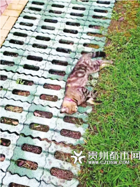 猫咪倒地不起。