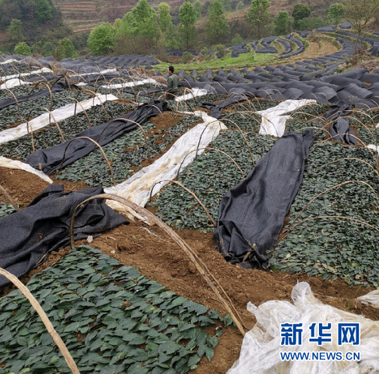 三合村村民在查看茶苗。新华社记者 王新明 摄