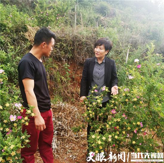 余留芬在盘州市淤泥乡岩博合作社种植基地调研