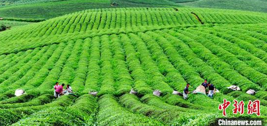 资料图:湄潭茶场。 谢强 摄