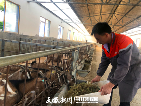 富兴牧业的羊圈里,月薪6000的技术负责人李世春正在投放草料。