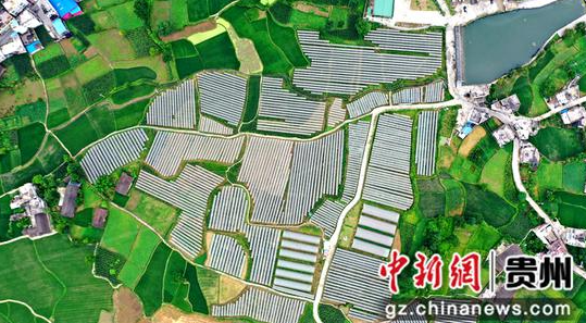 航胖沙壩村葡萄基地 麻占江攝