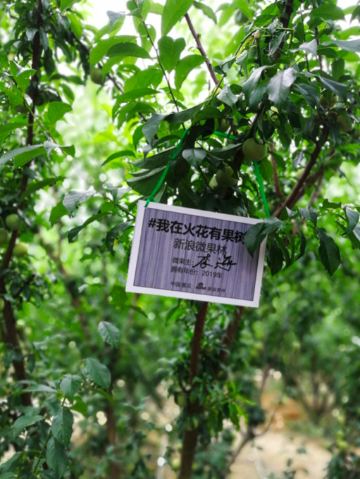 果树上挂的牌子均有签名